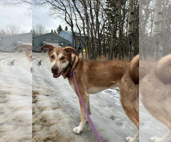 Medium Photo #2 Siberian Husky-Unknown Mix Puppy For Sale in Calgary, Alberta, Canada