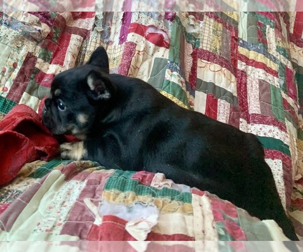 Medium Photo #4 French Bulldog Puppy For Sale in WAUSAUKEE, WI, USA