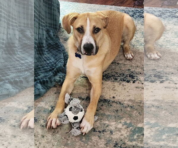 Medium Photo #1 Mutt Puppy For Sale in Bellevue, WA, USA