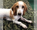 Small Photo #1 Bagle Hound Puppy For Sale in Deepwater, NJ, USA