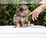 Small #20 ShihPoo