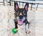 Small #8 American Pit Bull Terrier Mix