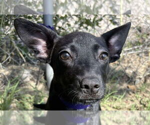 Mutt Dogs for adoption in Canton, CT, USA
