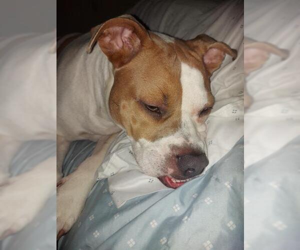 Medium Photo #1 American Staffordshire Terrier Puppy For Sale in San Antonio, TX, USA