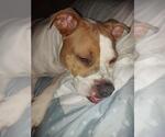 Small American Staffordshire Terrier