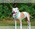 Small #20 American Bulldog Mix
