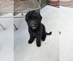 Small #2 Goldendoodle