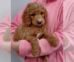 Medium Goldendoodle