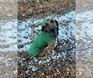 Bloodhound-Unknown Mix Dogs for adoption in Brewster, NY, USA