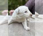 Small Photo #104 Border Collie Puppy For Sale in MOSIER, OR, USA
