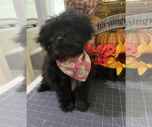 Shiranian Puppy for sale in MOUNT CLEMENS, MI, USA