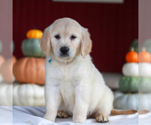 Golden Retriever Puppy for sale in MANHEIM, PA, USA