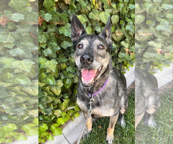 Medium Photo #2 German Shepherd Dog-Unknown Mix Puppy For Sale in Sandy, UT, USA