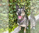 Small #1 German Shepherd Dog Mix