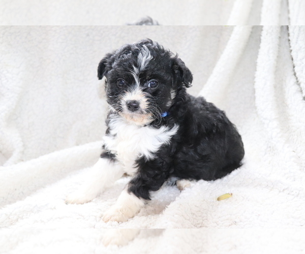 Medium Photo #3 Aussie-Poo Puppy For Sale in SHILOH, OH, USA