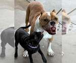 Small #5 Pug Mix
