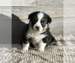 Small Photo #5 Australian Shepherd-Pembroke Welsh Corgi Mix Puppy For Sale in WAUKON, IA, USA