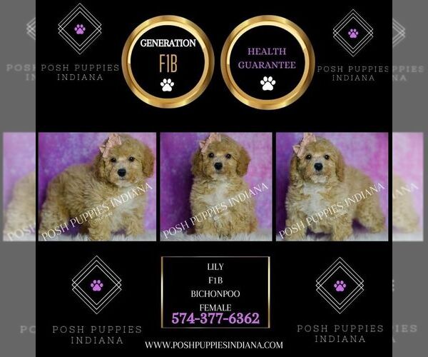 Medium Photo #2 Poodle (Miniature) Puppy For Sale in WARSAW, IN, USA