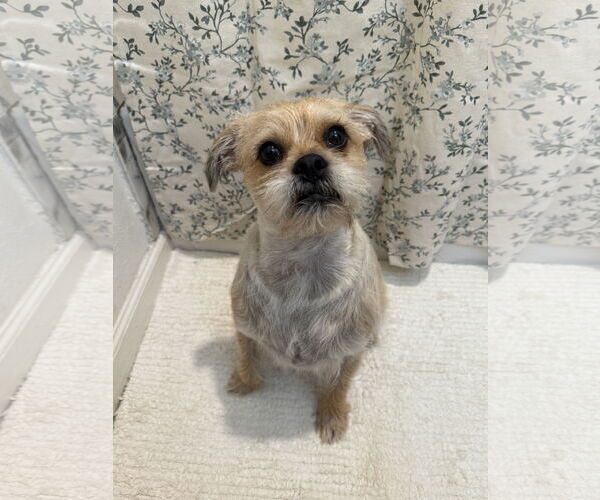 Medium Photo #5 Pug-Unknown Mix Puppy For Sale in Rosenberg, TX, USA