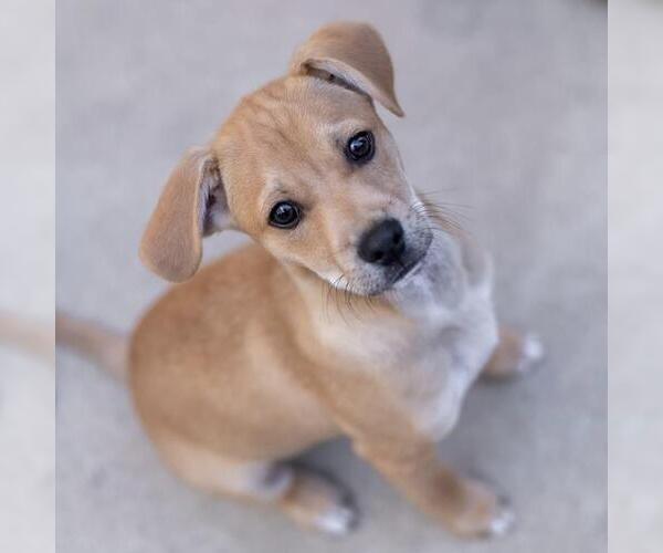 Medium Photo #2 Miniature Pinscher-Unknown Mix Puppy For Sale in San Diego, CA, USA