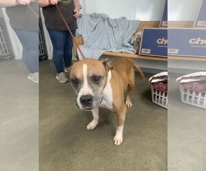 American Pit Bull Terrier Dogs for adoption in Fairfield, IL, USA