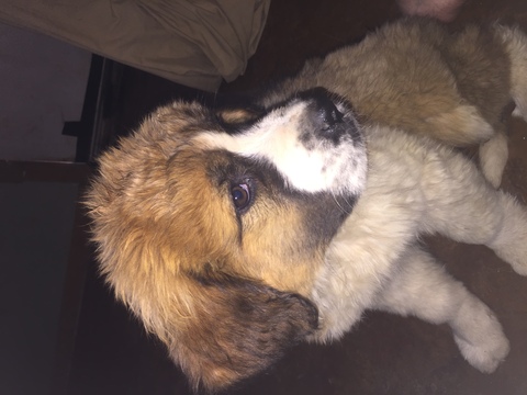 Medium Photo #1 Saint Bernard Puppy For Sale in CRIPPLE CREEK, CO, USA