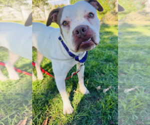 Boxer-Unknown Mix Dogs for adoption in Marina Del Rey, CA, USA