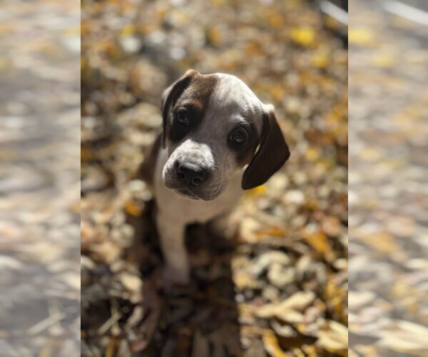 Medium Photo #9 Boxer-English Coonhound Mix Puppy For Sale in Canal Winchester, OH, USA