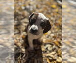 Small Photo #9 Boxer-English Coonhound Mix Puppy For Sale in Canal Winchester, OH, USA
