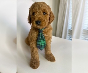 Goldendoodle (Miniature) Puppy for Sale in JENKS, Oklahoma USA