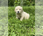 Small #3 Golden Retriever