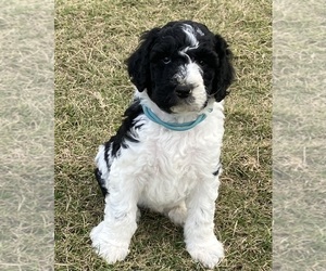 Poodle (Standard) Puppy for sale in HUNTINGTON, TX, USA
