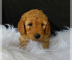 Goldendoodle Puppy for sale in FREDERICKSBURG, OH, USA