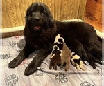 Small #8 Newfoundland