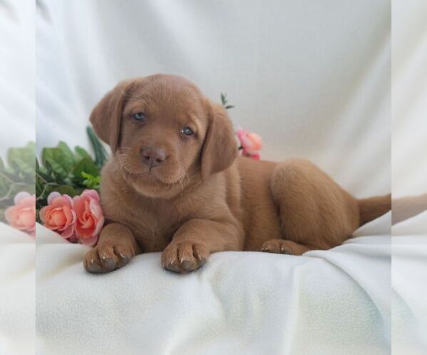 Medium Photo #4 Labrador Retriever Puppy For Sale in GREEN PARK, PA, USA