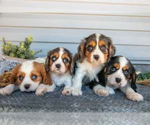 Cavalier King Charles Spaniel Litter for sale in MILLERSBURG, OH, USA