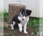 Small Collie