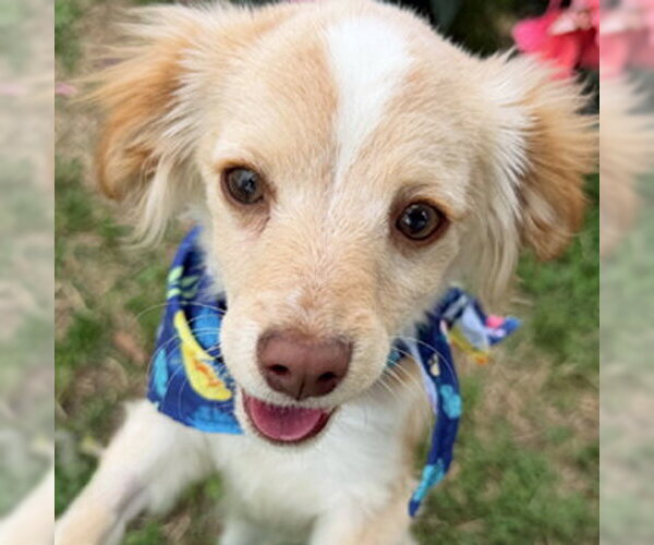 Medium Photo #1 Pomeranian Puppy For Sale in Arlington, VA, USA