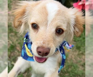 Pomeranian Dogs for adoption in Arlington, VA, USA