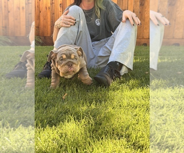 Medium Photo #4 Bulldog Puppy For Sale in MERCED, CA, USA