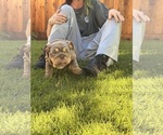 Litter of 4 - Male(s) and Female(s) BulldogLitter of Puppies for Sale - Photo #4