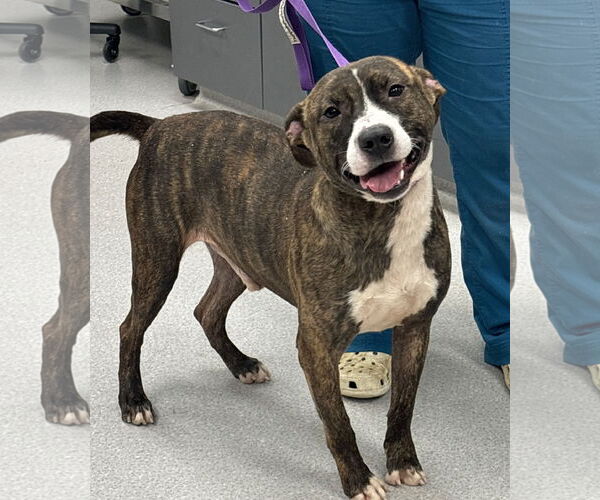 Medium Photo #3 Mutt Puppy For Sale in Washington, DC, USA