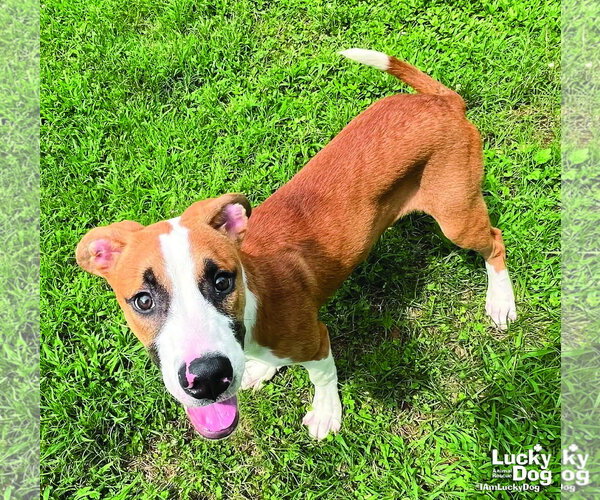 Medium Photo #2 Mutt Puppy For Sale in Washington, DC, USA
