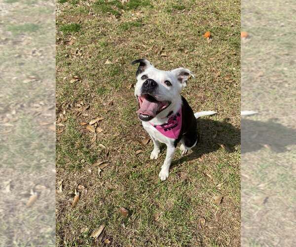 Medium Photo #7 Mutt Puppy For Sale in Abbeville, LA, USA