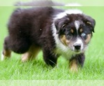 Small #13 Australian Shepherd