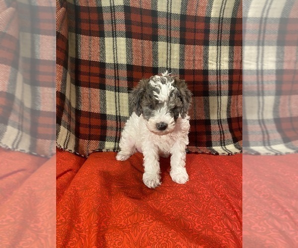 Medium Photo #9 Poodle (Miniature) Puppy For Sale in STATESVILLE, NC, USA