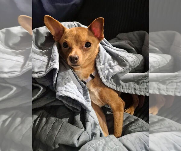 Medium Photo #7 Chihuahua-Unknown Mix Puppy For Sale in Springdale, PA, USA