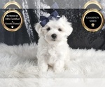 Puppy Eaton AKC Maltese