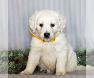 English Cream Golden Retriever Puppy for sale in LITITZ, PA, USA