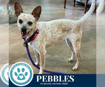 Small #3 Chihuahua Mix